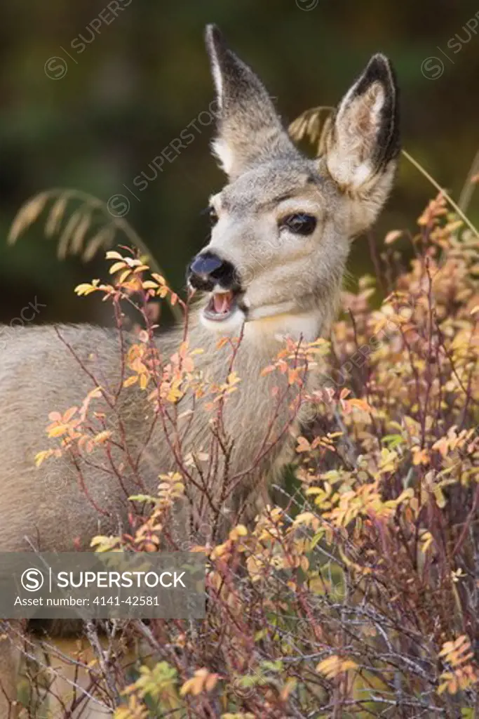 mule deer or blacktail odocoileus hemionus date: 20.10.2008 ref: zb835_122468_0235 compulsory credit: woodfall wild images/photoshot 