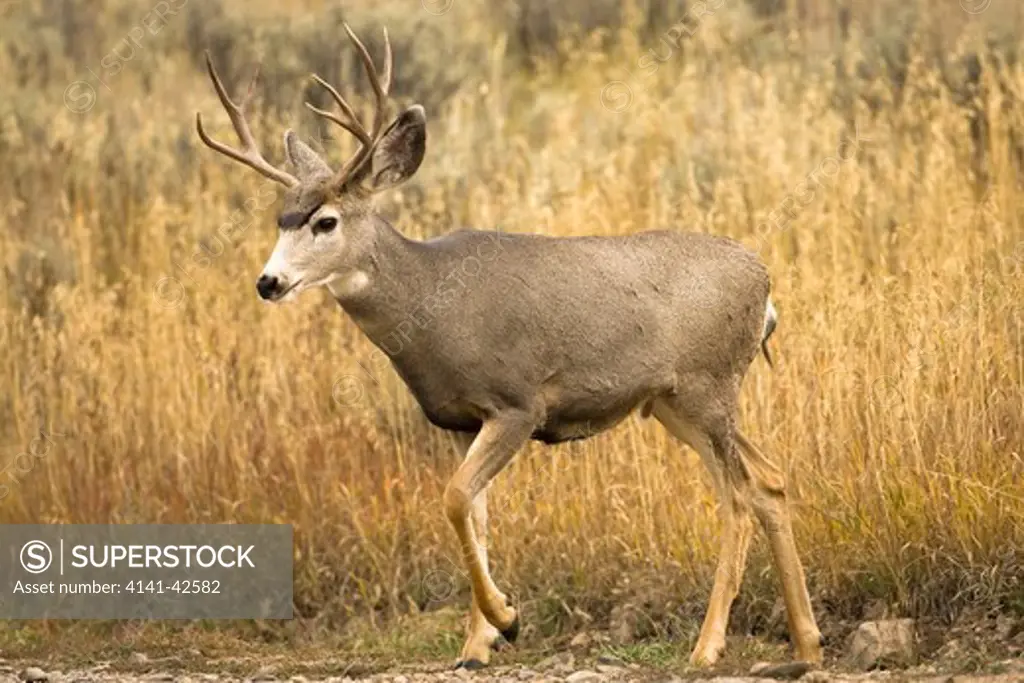 mule deer or blacktail odocoileus hemionus date: 20.10.2008 ref: zb835_122468_0236 compulsory credit: woodfall wild images/photoshot 