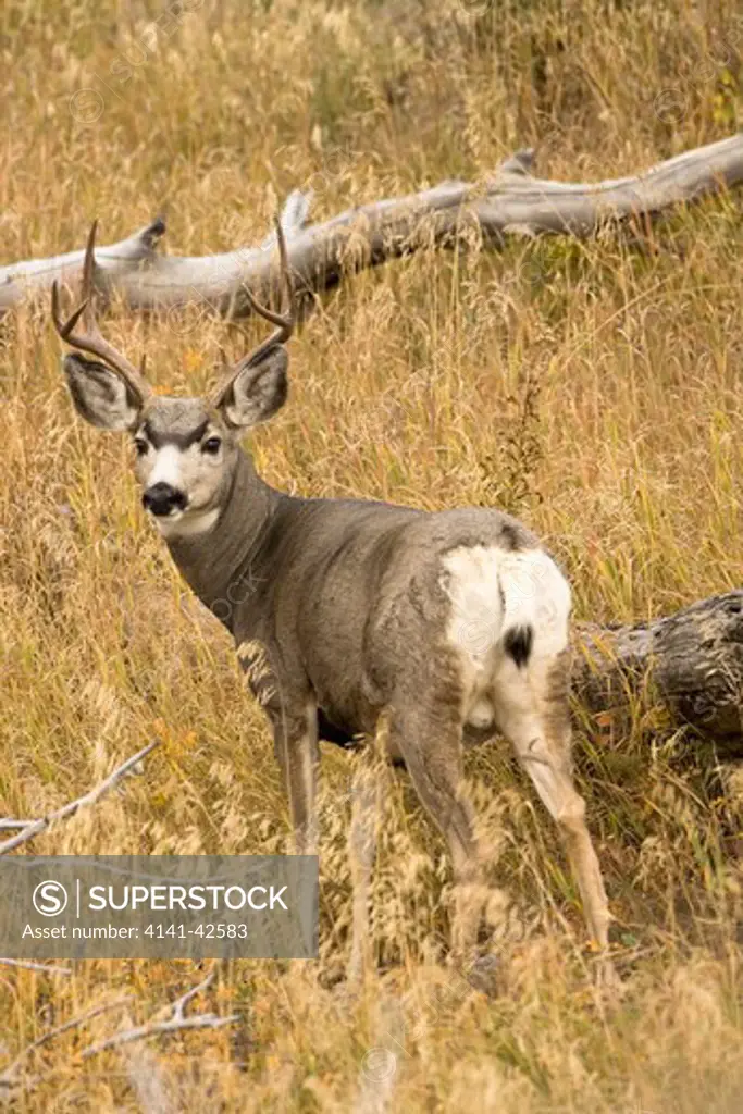 mule deer or blacktail odocoileus hemionus date: 20.10.2008 ref: zb835_122468_0237 compulsory credit: woodfall wild images/photoshot 