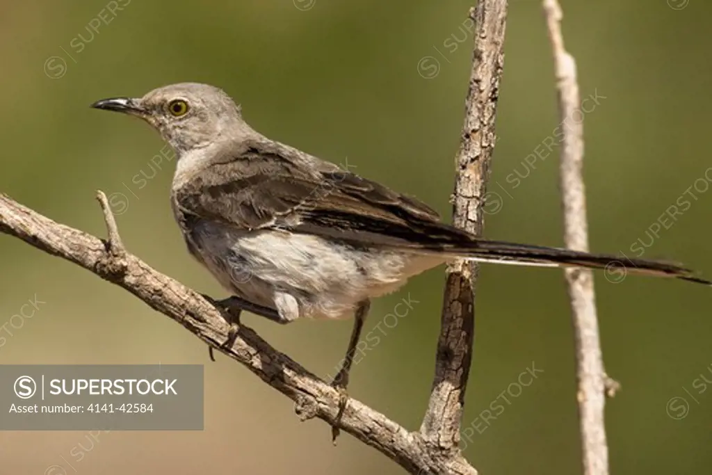 northern mockingbird mimus polyglottos date: 20.10.2008 ref: zb835_122468_0238 compulsory credit: woodfall wild images/photoshot 