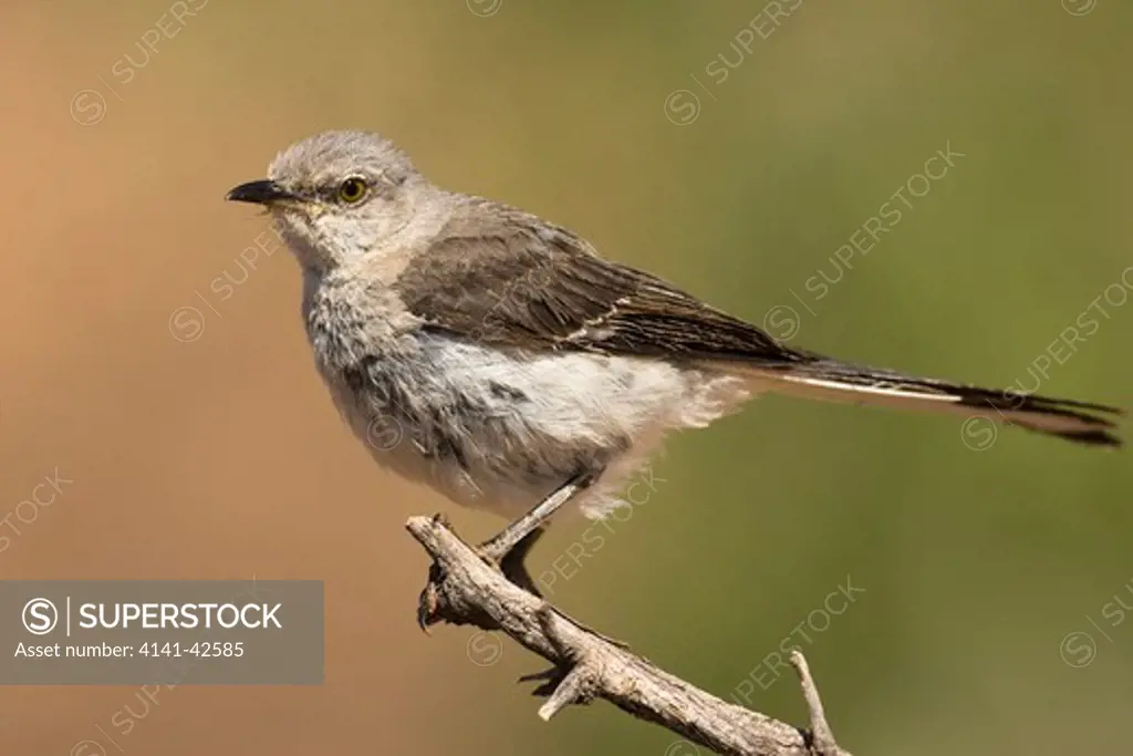 northern mockingbird mimus polyglottos date: 20.10.2008 ref: zb835_122468_0239 compulsory credit: woodfall wild images/photoshot 