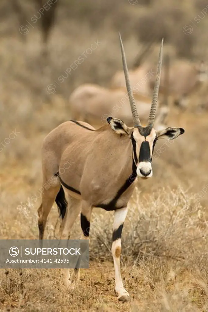 beisa oryx oryx gazella beisa date: 20.10.2008 ref: zb835_122468_0250 compulsory credit: woodfall wild images/photoshot 