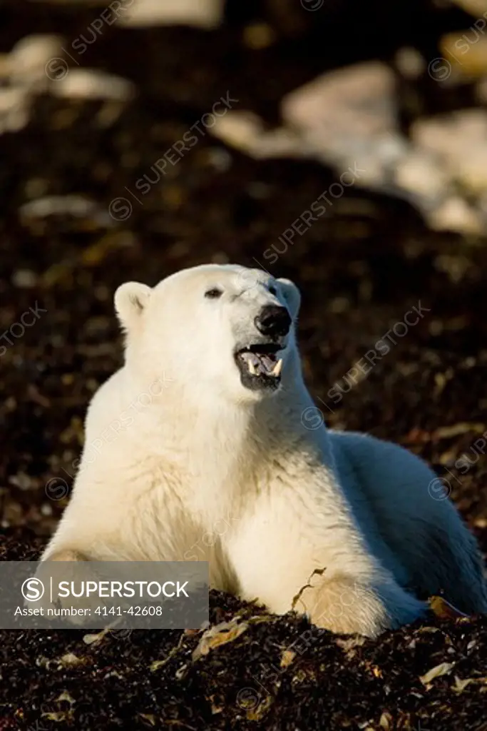 polar bear ursus maritimus date: 20.10.2008 ref: zb835_122468_0262 compulsory credit: woodfall wild images/photoshot 