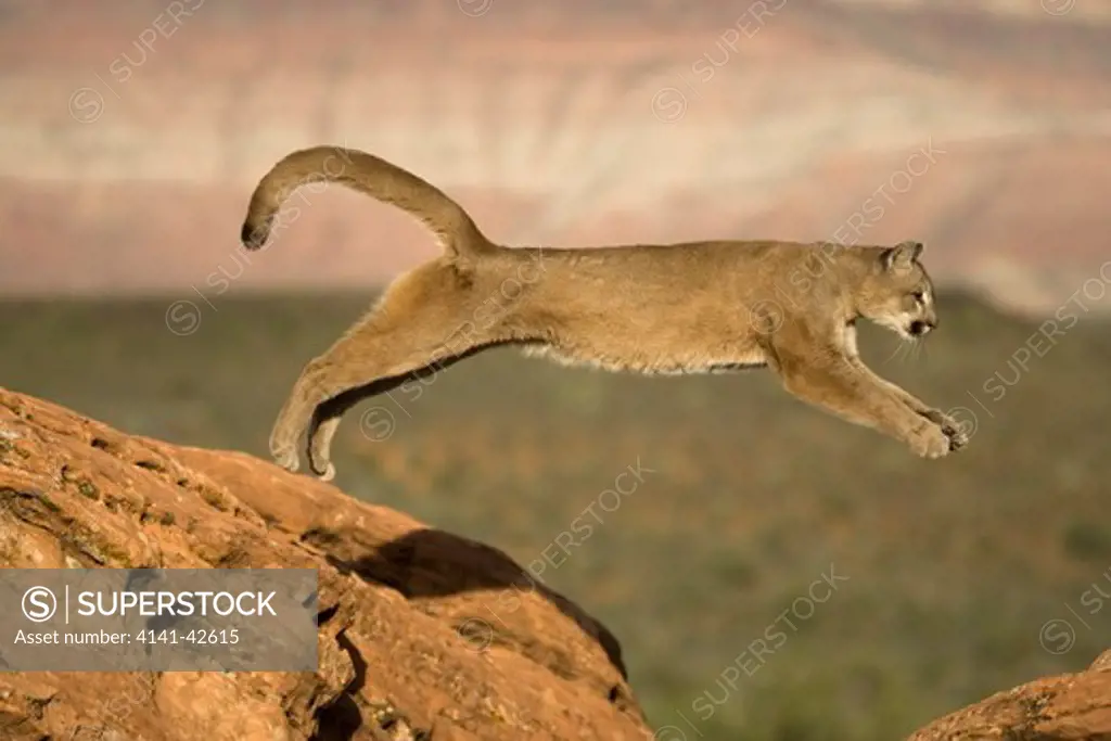 puma or mountain lion (cougar) leaping puma concolor date: 20.10.2008 ref: zb835_122468_0269 compulsory credit: woodfall wild images/photoshot 