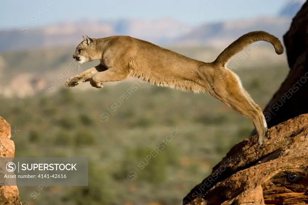 puma or mountain lion (cougar) leaping puma concolor date: 20.10.2008 ref: zb835_122468_0270 compulsory credit: woodfall wild images/photoshot 