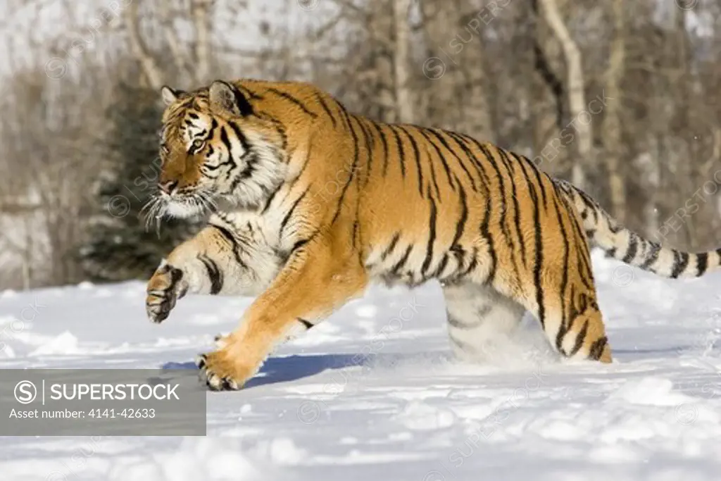 siberian tiger in snow panthera tigris altaica (controlled conditions) date: 20.10.2008 ref: zb835_122468_0287 compulsory credit: woodfall wild images/photoshot 