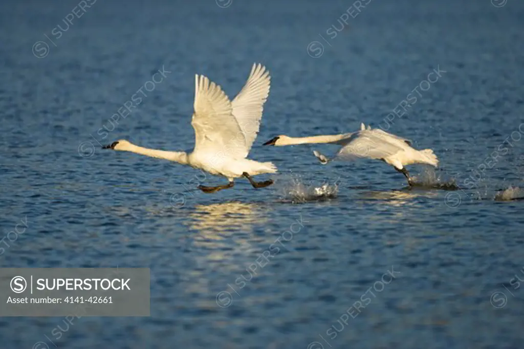 trumpeter swan in flight cygnus buccinator date: 20.10.2008 ref: zb835_122468_0315 compulsory credit: woodfall wild images/photoshot 