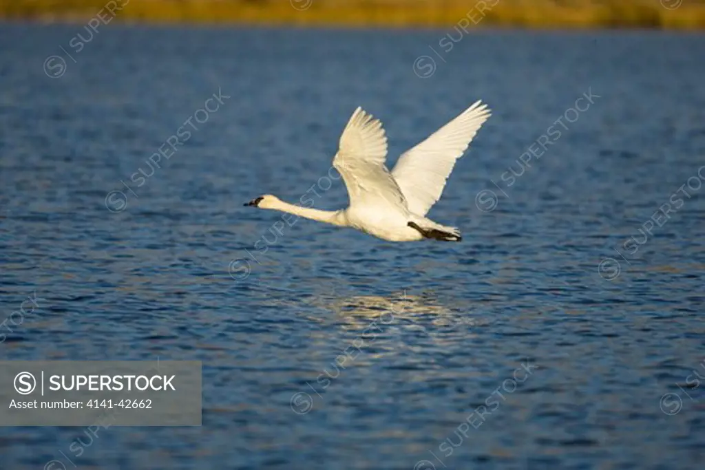 trumpeter swan in flight cygnus buccinator date: 20.10.2008 ref: zb835_122468_0316 compulsory credit: woodfall wild images/photoshot 