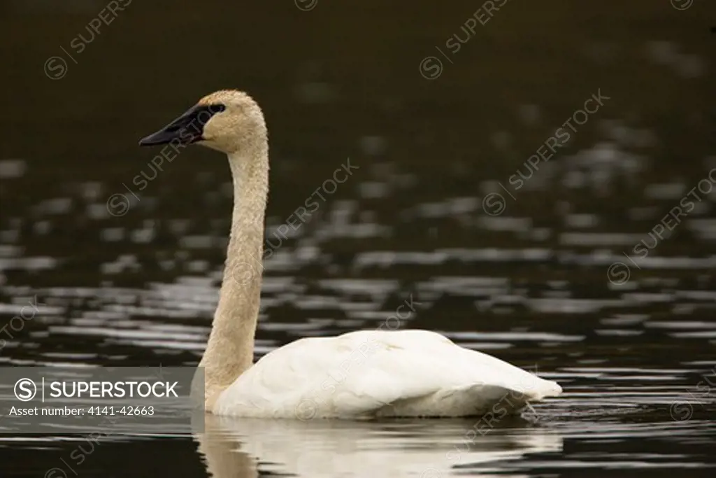 trumpeter swan cygnus buccinator date: 20.10.2008 ref: zb835_122468_0317 compulsory credit: woodfall wild images/photoshot 
