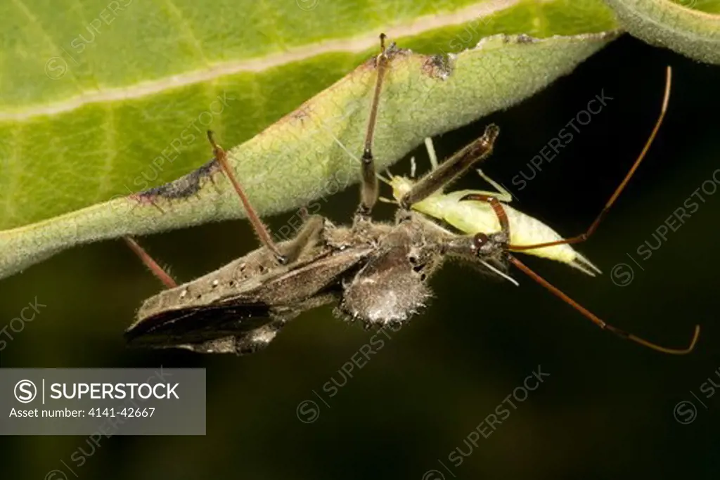 wheel bug eating snowy tree cricket arilus cristatus date: 20.10.2008 ref: zb835_122468_0321 compulsory credit: woodfall wild images/photoshot 