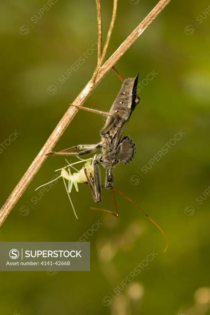wheel bug eating snowy tree cricket arilus cristatus date: 20.10.2008 ref: zb835_122468_0322 compulsory credit: woodfall wild images/photoshot 