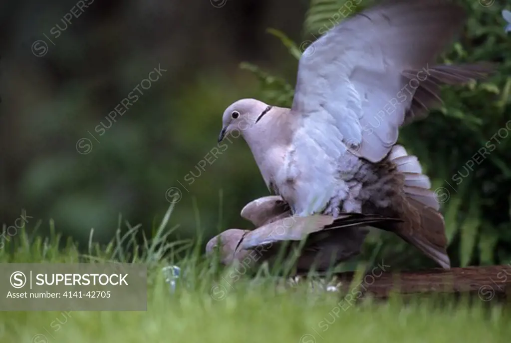 collared dove, strepotopelia decaocto, male and female courting in urban garden. crich, derbyshire, uk.