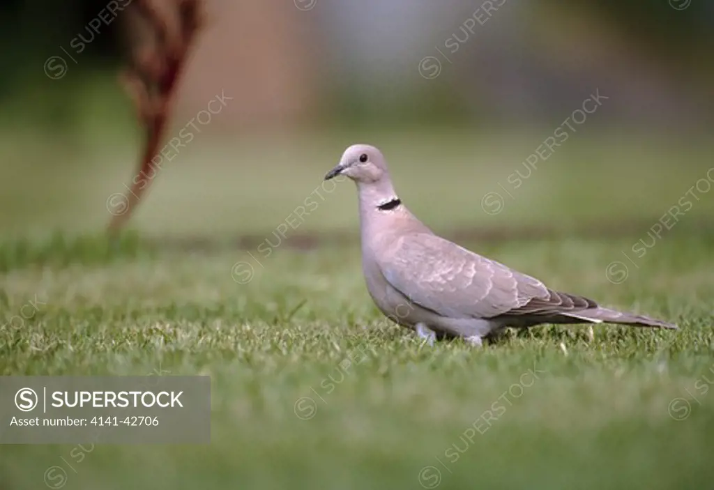 collared dove, strepotopelia decaocto, portrait of an adult bird visiting an urban garden, crich, derbyshire, uk. 