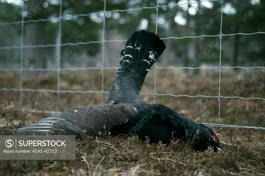 capercaille (tetrao urogallus) killed by deer fence, scotland, uk