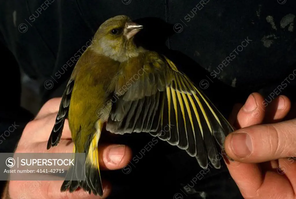 greenfinch (carduelis chcoris) held by researcher, scotland, uk