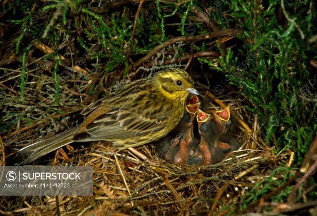 yellowhammer (emberiga citrinella) at nest with chicks, uk