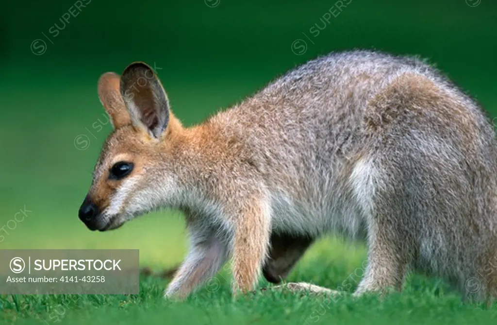 red-necked wallaby (macropus rufogriseus) crouched and grazing in grassland australia 