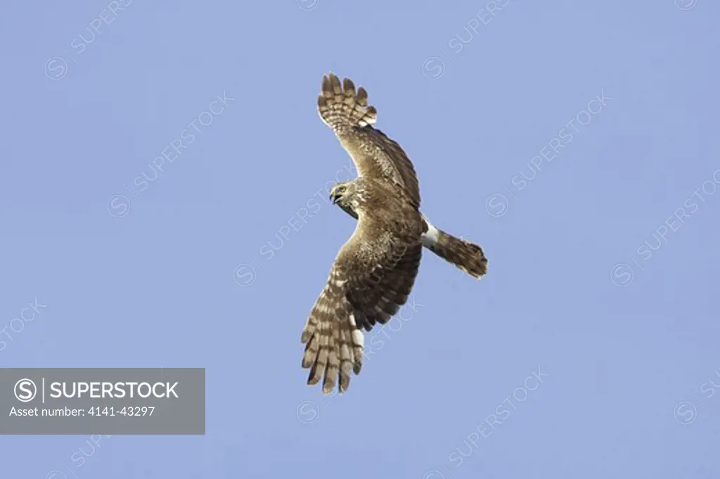 hen harrier adult female in flight. (circus cyaneus) scotland. july 2006. date: 23.10.2008 ref: zb849_122726_0039 compulsory credit: woodfall wild images/photoshot 