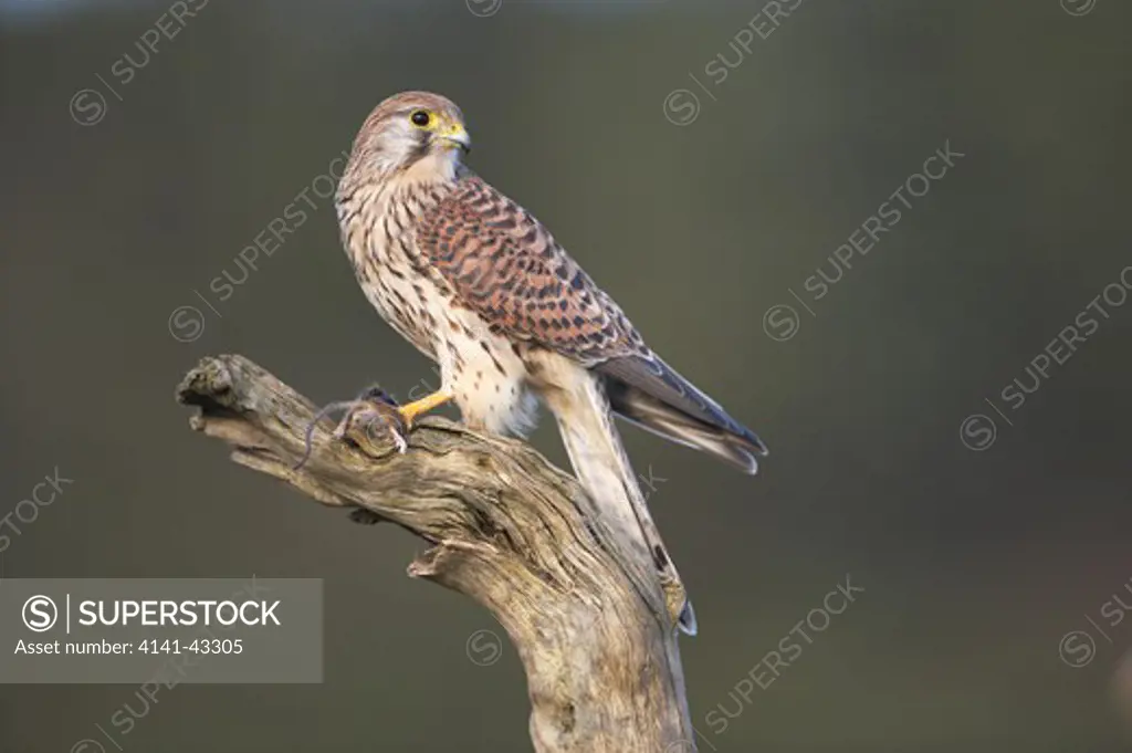 female kestrel perched with prey. falco tinnunculus scotland. february. date: 23.10.2008 ref: zb849_122726_0047 compulsory credit: woodfall wild images/photoshot 