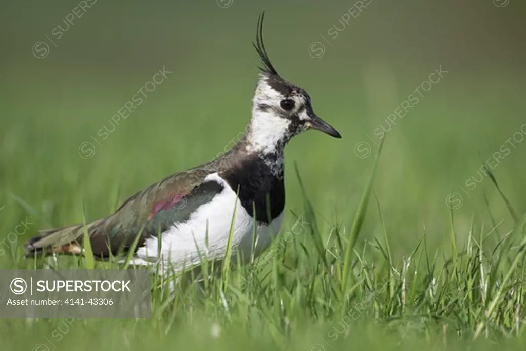 lapwing in grassy field. vanellus vanellus scotland. may. date: 23.10.2008 ref: zb849_122726_0048 compulsory credit: woodfall wild images/photoshot 
