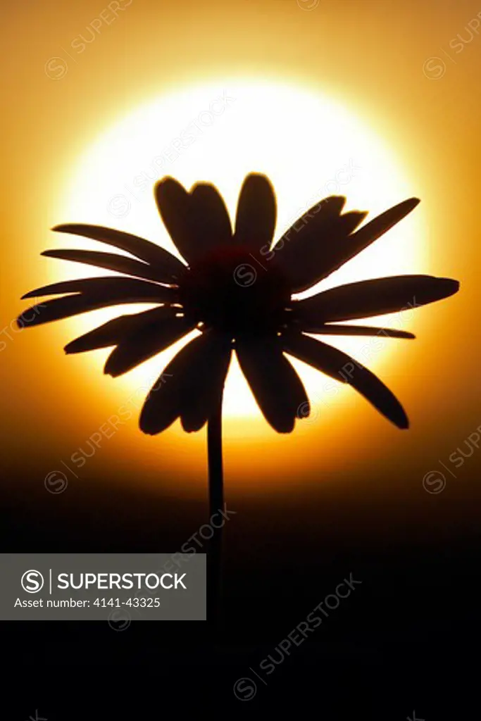 oxeye daisy silhouetted at sunrise. leucanthemum vulgare (syn chrysanthemum leucanthemum) scotland. september. date: 23.10.2008 ref: zb849_122726_0067 compulsory credit: woodfall wild images/photoshot 