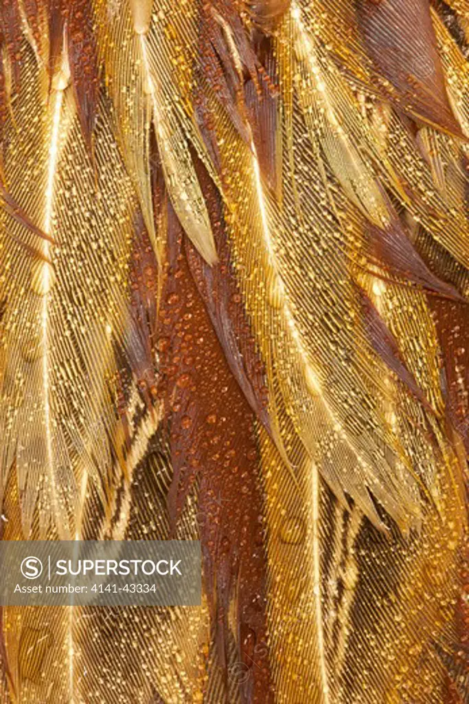 close-up of pheasant feathers. phasianus colchicus date: 23.10.2008 ref: zb849_122726_0076 compulsory credit: woodfall wild images/photoshot 