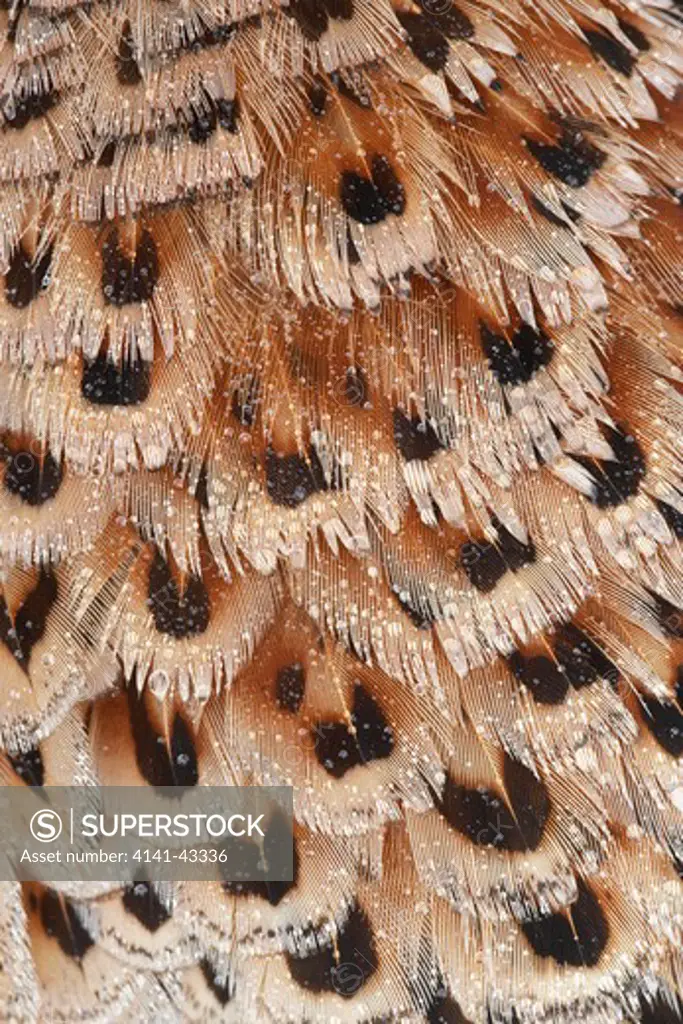 close-up of pheasant feathers. phasianus colchicus date: 23.10.2008 ref: zb849_122726_0078 compulsory credit: woodfall wild images/photoshot 