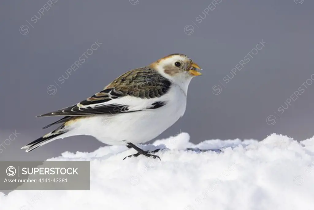 snow bunting feeding on seeds in snow. plectrophenax nivalis scotland. march. date: 04.11.2008 ref: zb849_123570_0013 compulsory credit: woodfall wild images/photoshot 