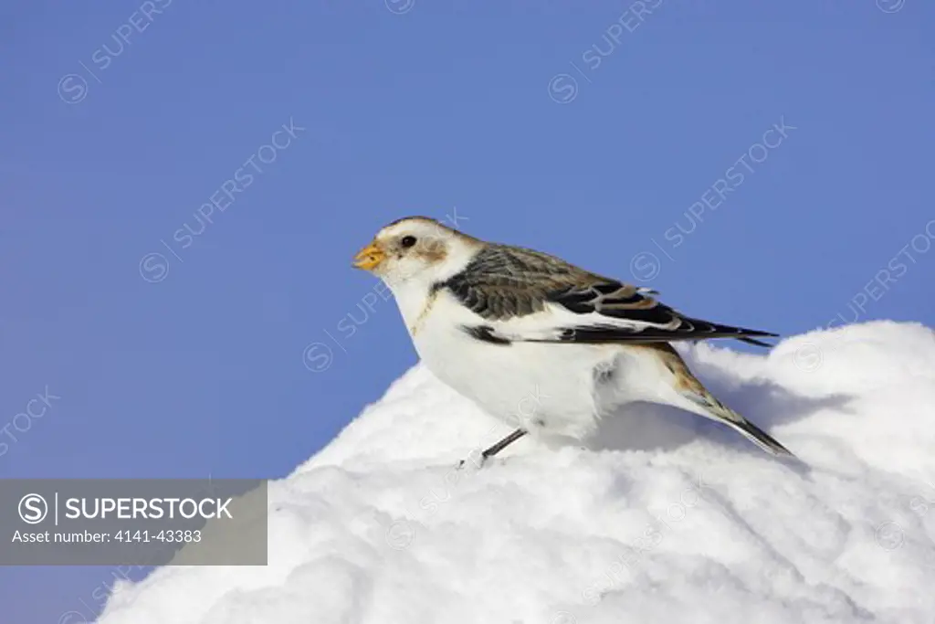 snow bunting feeding on seeds in snow. plectrophenax nivalis scotland. march. date: 04.11.2008 ref: zb849_123570_0015 compulsory credit: woodfall wild images/photoshot 