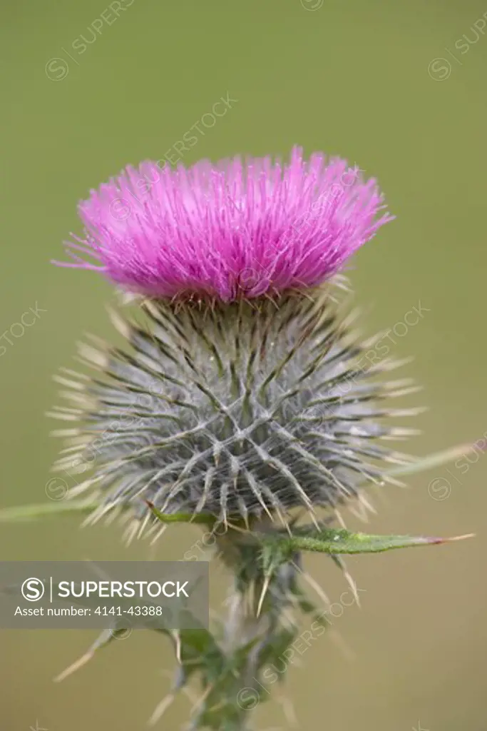 spear thistle in flower. cirsium vulgare scotland. july date: 04.11.2008 ref: zb849_123570_0020 compulsory credit: woodfall wild images/photoshot 