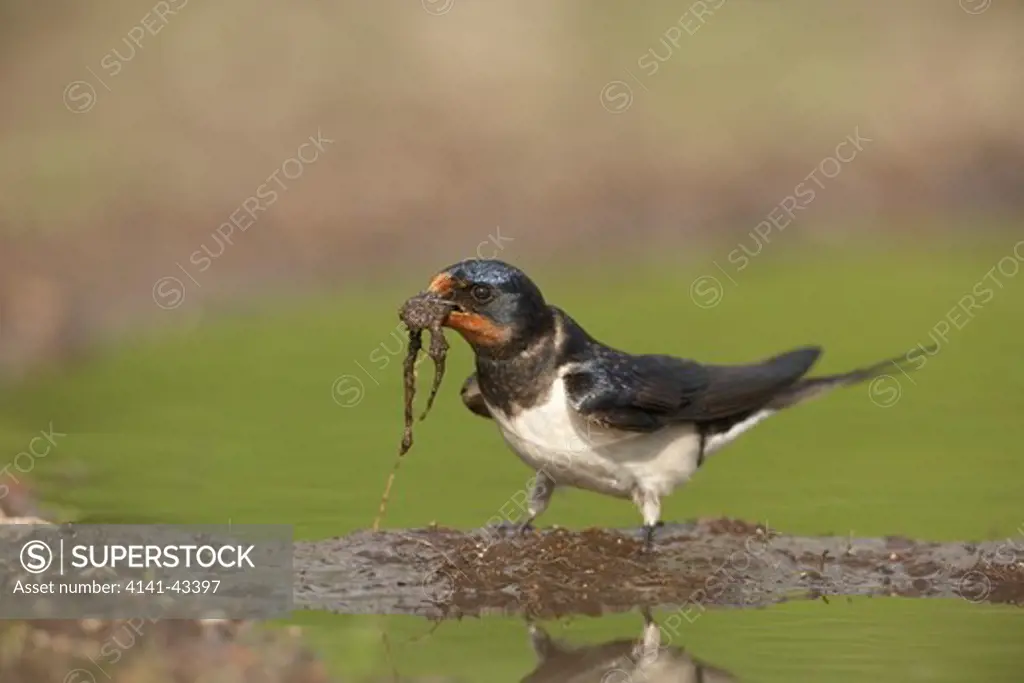 swallow collecting mud for nest building. hirundo rustica scotland. may. date: 04.11.2008 ref: zb849_123570_0029 compulsory credit: woodfall wild images/photoshot 