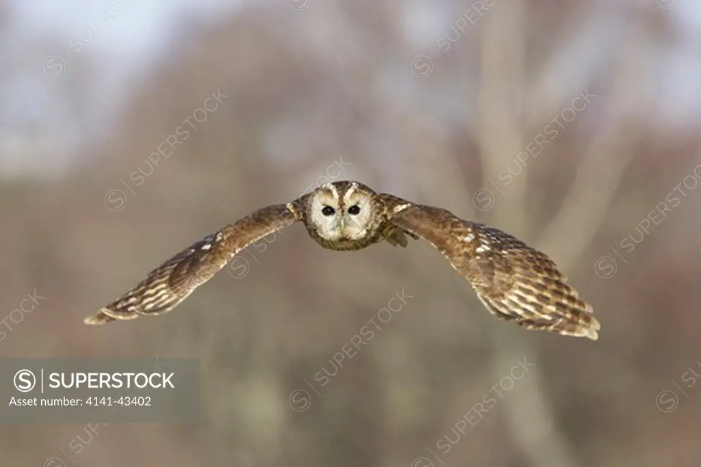 tawny owl in flight. strix aluco scotland. march. date: 04.11.2008 ref: zb849_123570_0034 compulsory credit: woodfall wild images/photoshot 