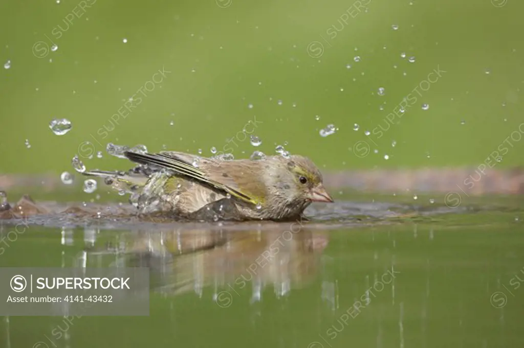 greenfinch (carduelis chloris) female bathing in garden pond. uk. may 