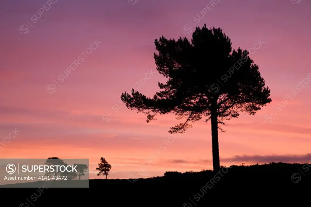 scot's pine pinus sylvestris silhouetted at dawn. scotland. january