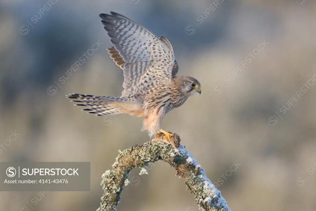 kestrel (falco tinnunculus) male alighting on branch with prey. scotland. january 