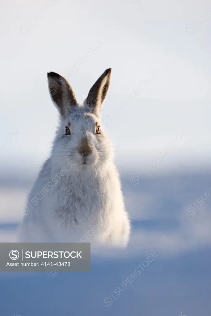 mountain hare (lepus timidus) in winter pelage (coat). grampian mountains, scotland. january.