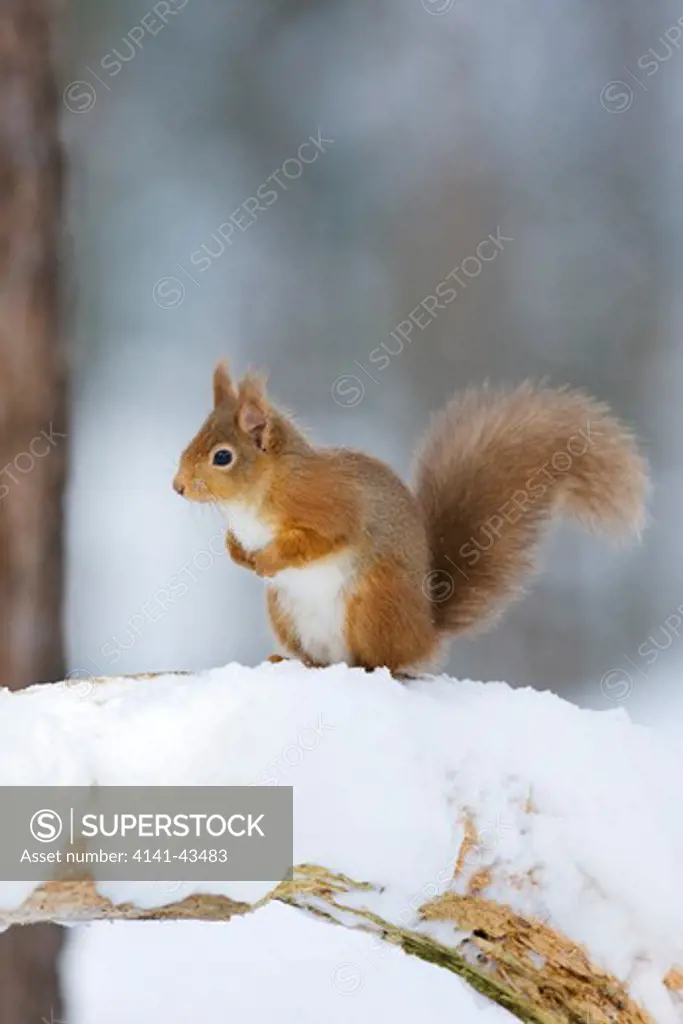 red squirrel (sciurus vulgaris) in winter coat in snow. scotland. january