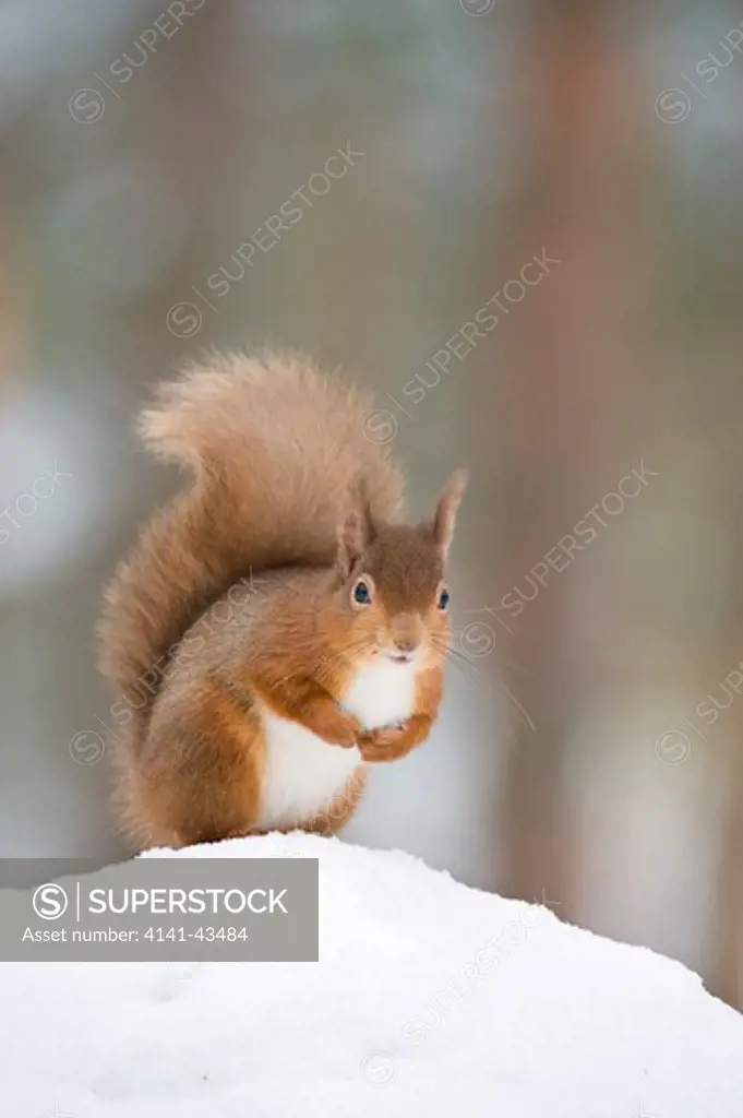red squirrel (sciurus vulgaris) in winter coat in snow. scotland. january