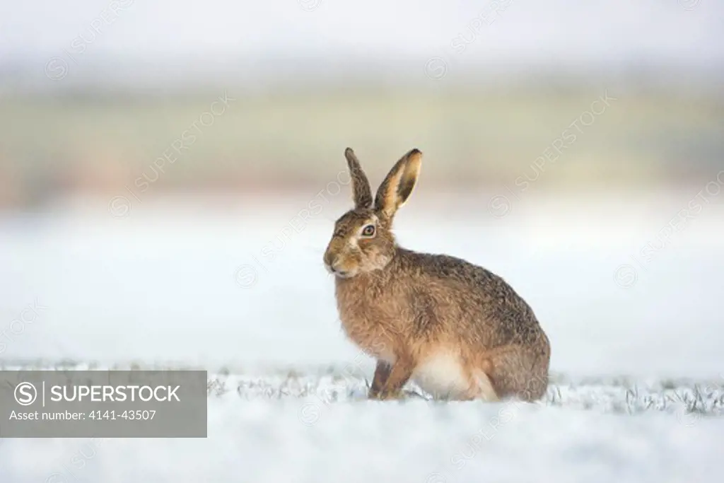 brown hare lepus capensis in field, scotland, uk