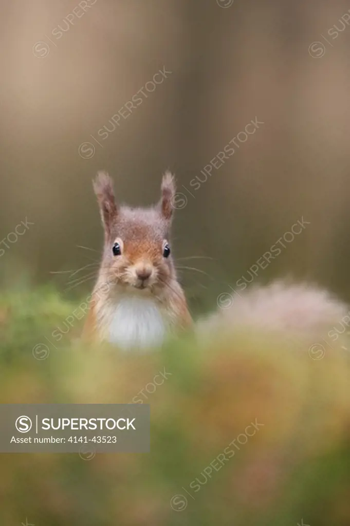 red squirrel (sciurus vulgaris) portrait on woodland floor. scotland. december