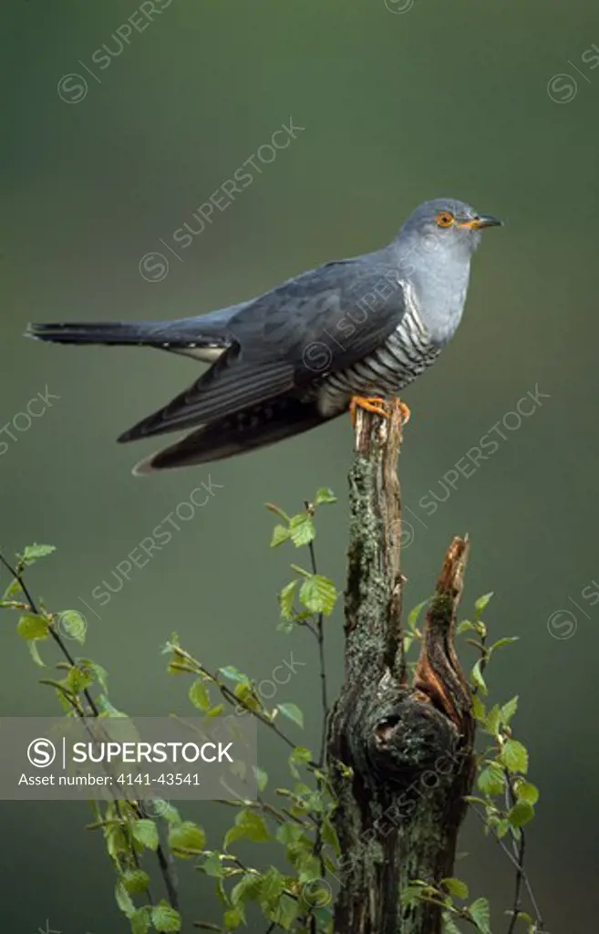 cuckoo, cuculus canorus, male perched on post, uk