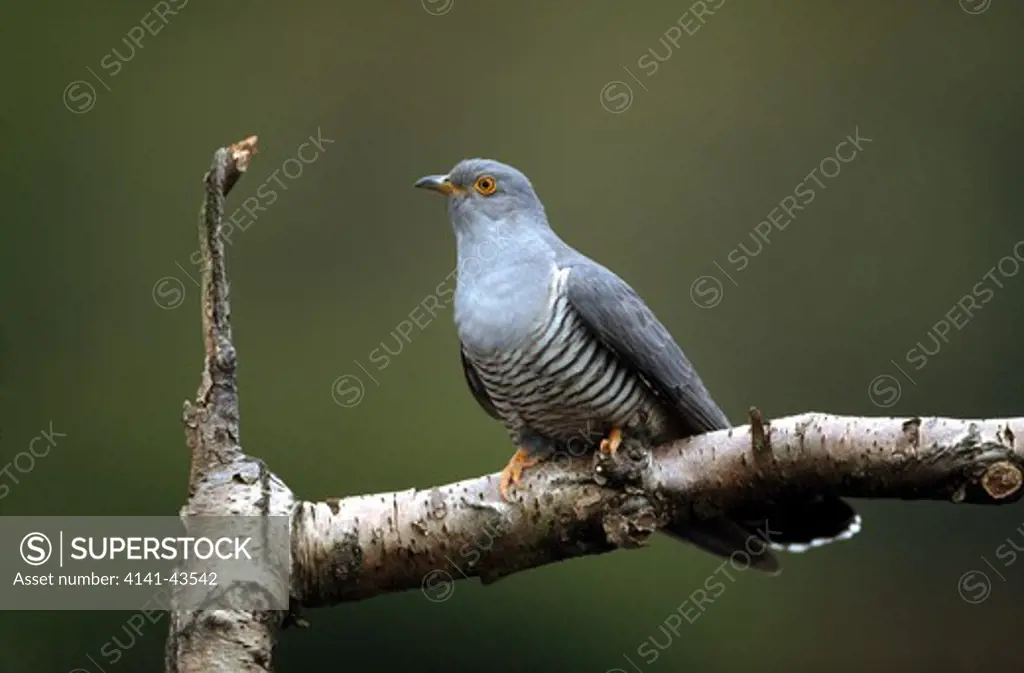 cuckoo, cuculus canorus, male perched on branched, uk