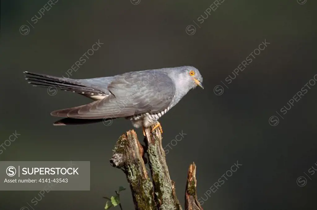 cuckoo, cuculus canorus, male perched on branched, uk