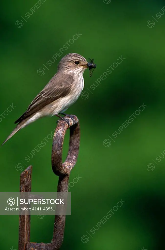 spotted flycatcher (muscicapa striata) 