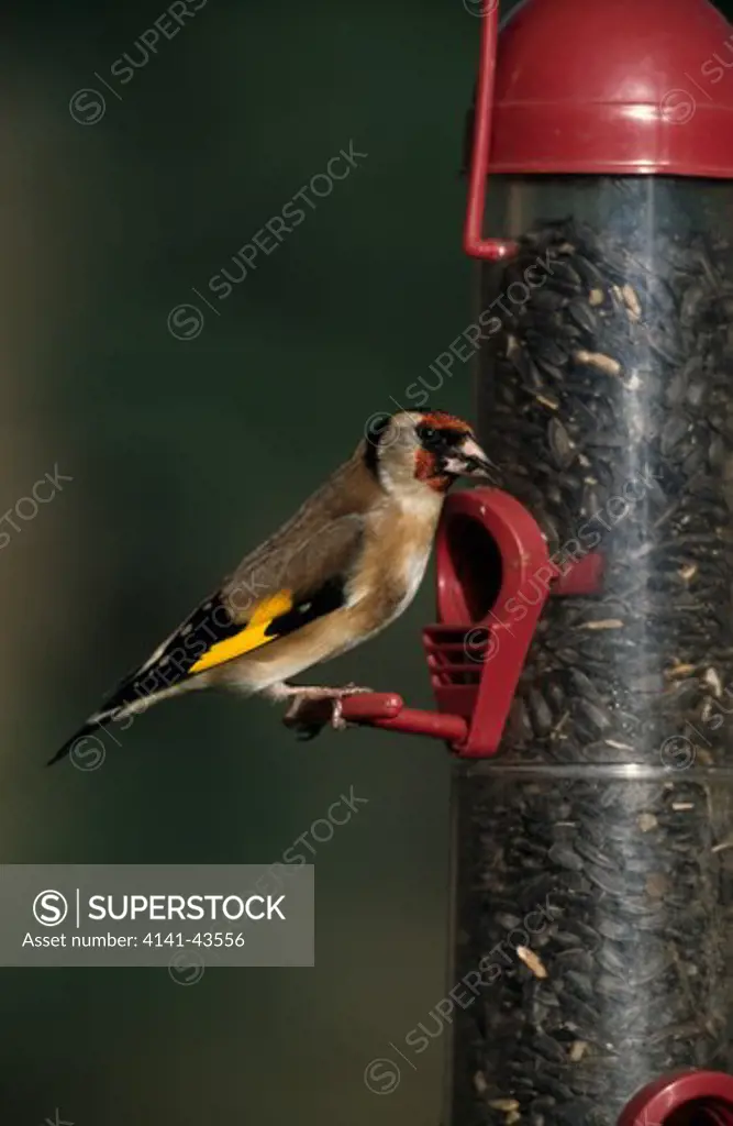goldfinch (carduelis carduelis)