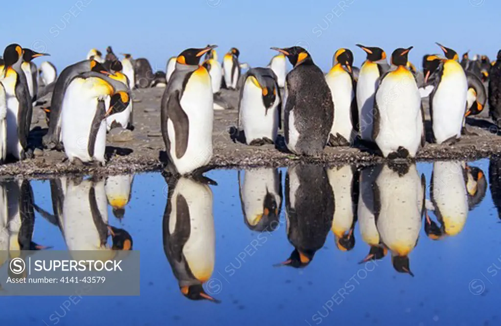 king penguin (aptenodytes patagonica) group with reflection on tidal pool on beach, st. andrews bay, island of south georgia, november 