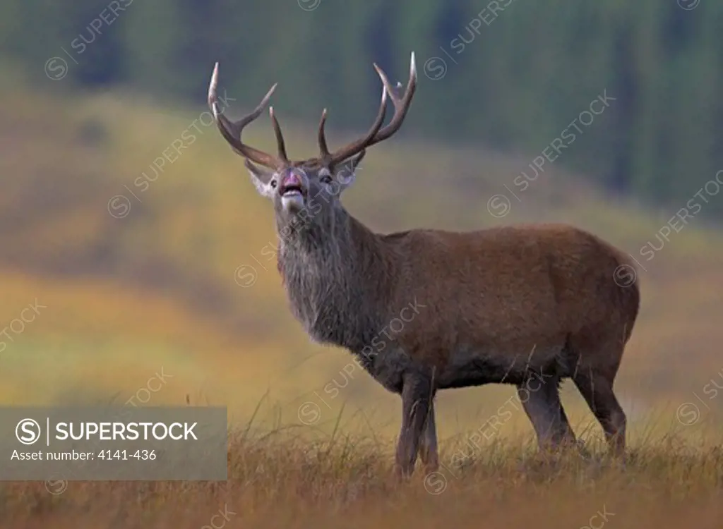 red deer cervus elaphus stag during rut smelling air (flehmen) scottish highlands, uk.