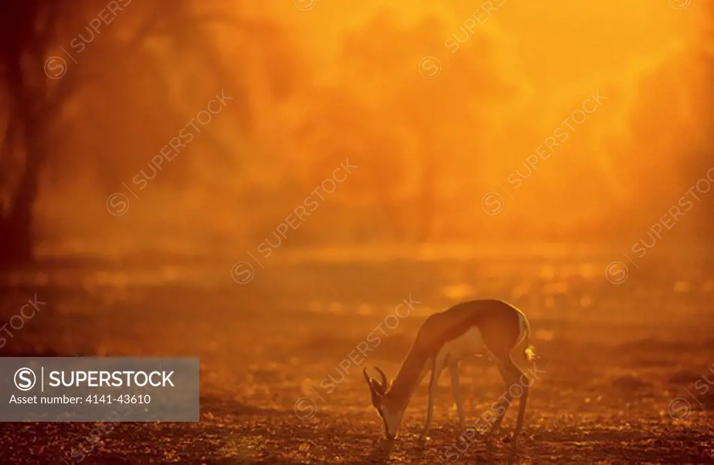 springbok (antidorcas marsupialis) male during sunrise in kalahari africa, south africa, kgalagadi transfrontier park, february 2002