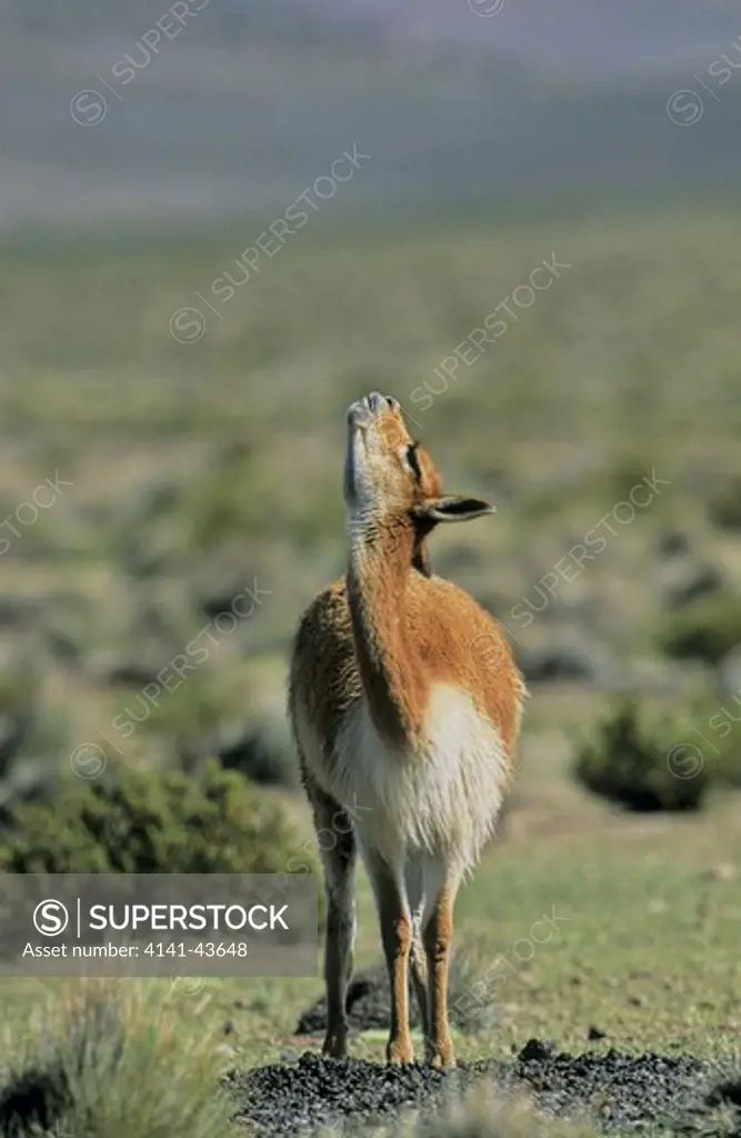 vicuna (vicugna vicugna), altiplano, chile. adult at dung midden. bull showing flehmen or flehming of flehmening position vicuna are living in the cold altiplano of the andes mountains. south america, chile, altiplano, andes, salar de surire, february 2003