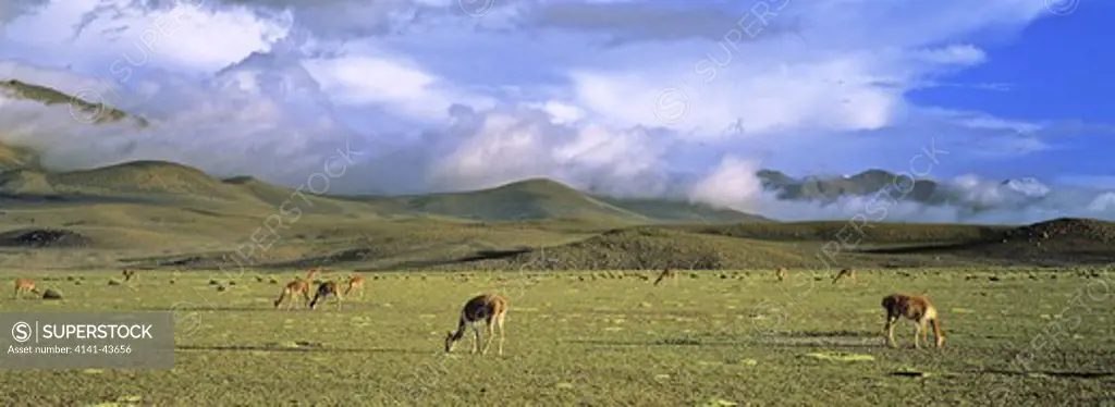 vicuna (vicugna vicugna), altiplano, chile. herd is grazing fresh grown grass. the thunderstorm clouds of the bolivian winter (rainy saison) in the background vicuna are living in the cold altiplano of the andes mountains. south america, chile, altiplano, andes, salar de surire, february 2003